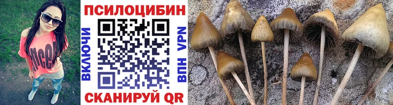 хочу   Сальск  Галлюциногенные грибы Cubensis 